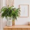 12 Pcs 18 Inch Christmas Norfolk Pine Branches, Lifelike Bendable Non-Shedding Greenery Stems Faux Pine Picks for Christmas Mantel